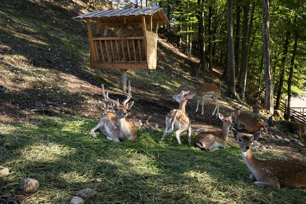 Slovenia Eco Resort Stahovica 外观 照片
